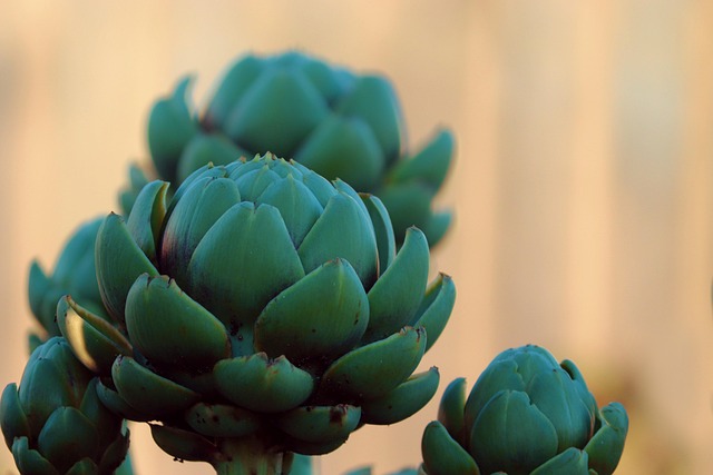 Αγκινάρα, Artichoke