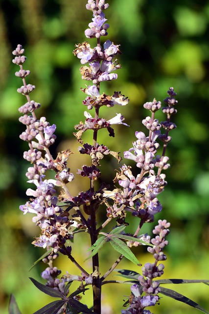 Λυγαριά, Vitex Agnus Castus 