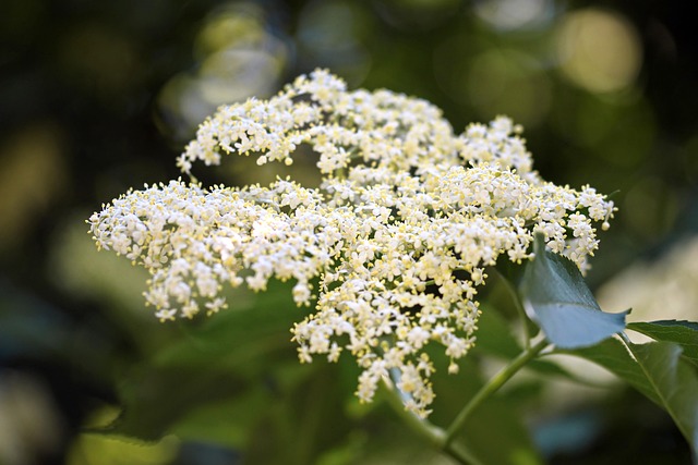 Σαμπούκο, Sambucus Nigra, Ζαμπούκος