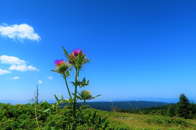 Γαιδουράγκαθο, Silybum marianum