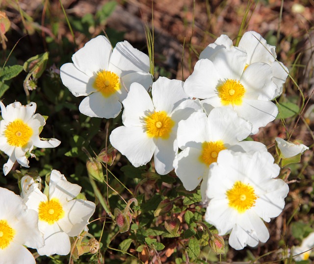 Κίστος, Λαδανιά, Cistus Creticus
