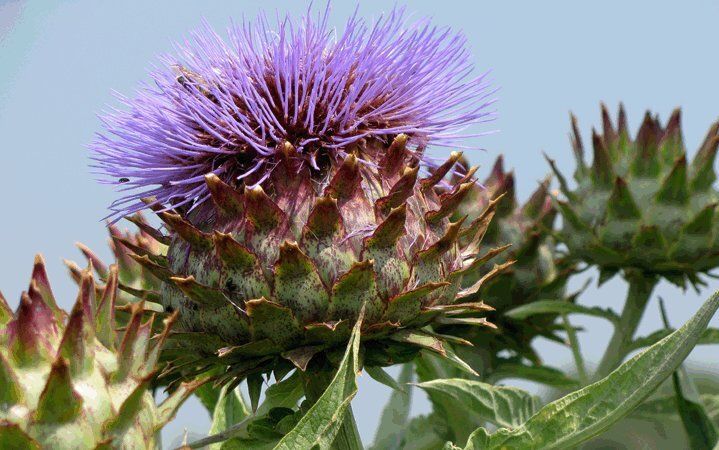 Φωτογραφία από Αγκινάρα, Artichoke
