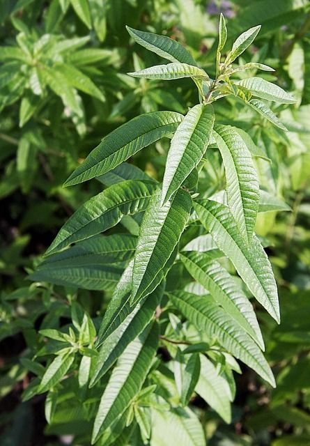 Φωτογραφία από Λουίζα, Lemon Verbena