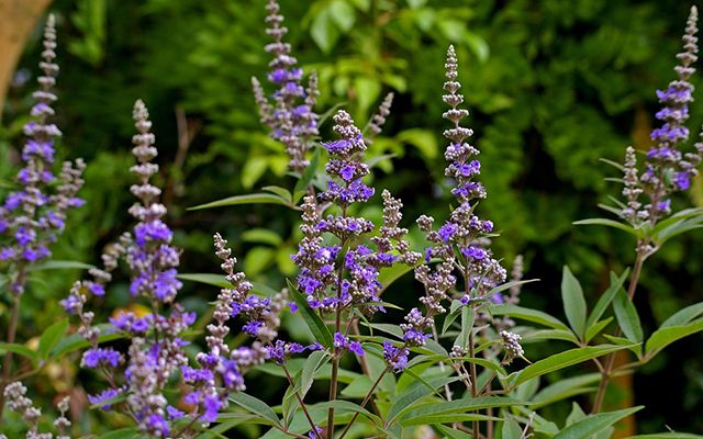 Φωτογραφία από Λυγαριά, Vitex Agnus Castus 