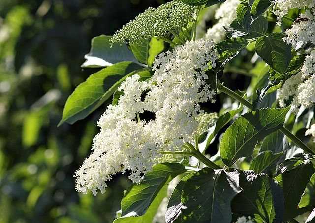 Φωτογραφία από Σαμπούκο, Sambucus Nigra, Ζαμπούκος