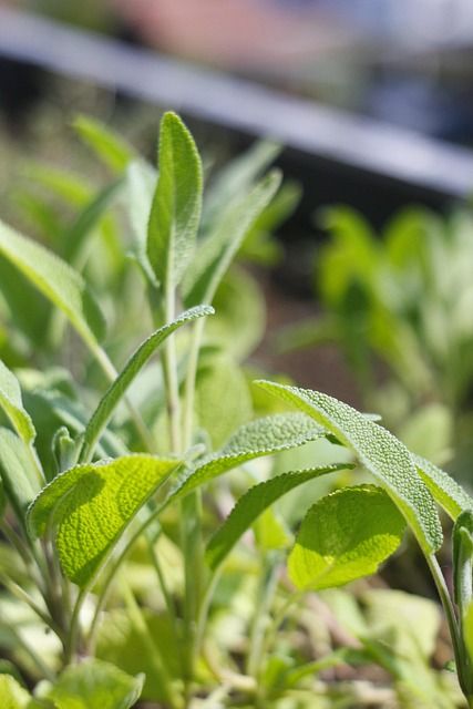 Φωτογραφία από Φασκόμηλο, Salvia officinalis