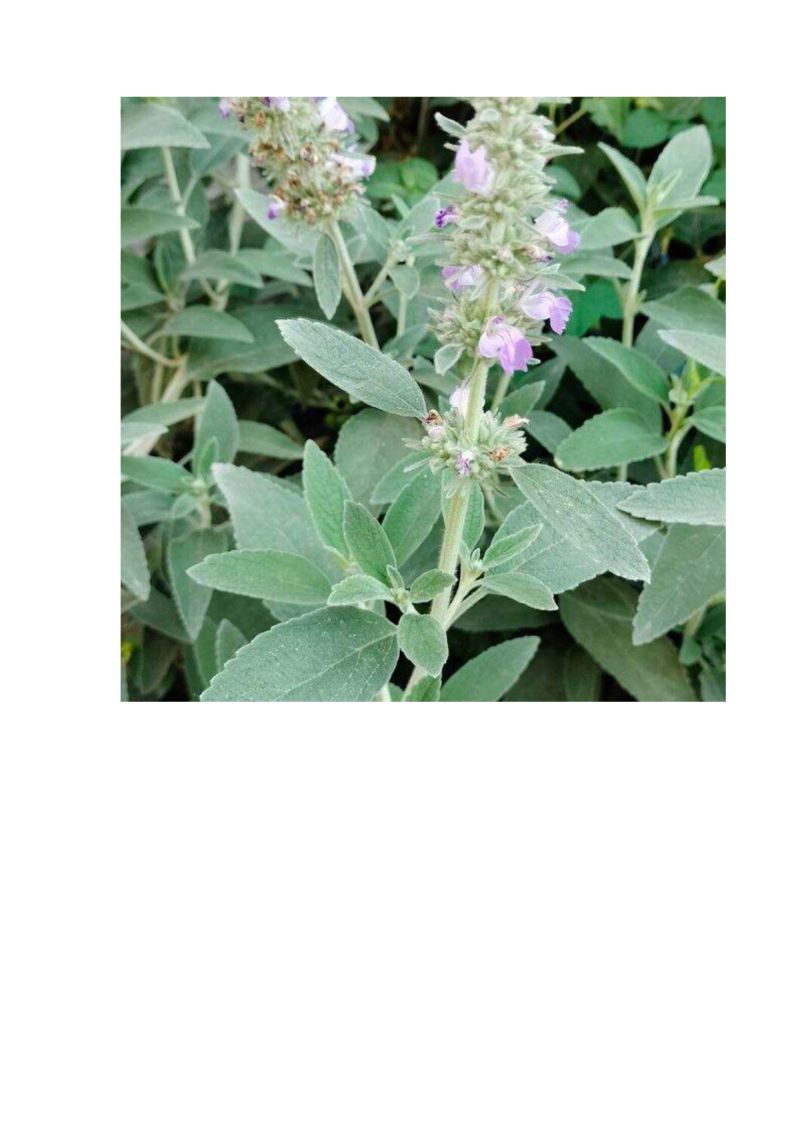 Φωτογραφία από Φασκόμηλο, Salvia officinalis