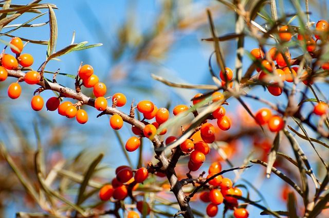 Φωτογραφία από Ιπποφαές, Sea Buckthorn