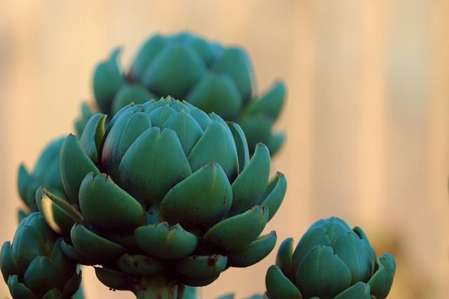 Αγκινάρα, Artichoke Φωτογραφία από Αγκινάρα, Artichoke