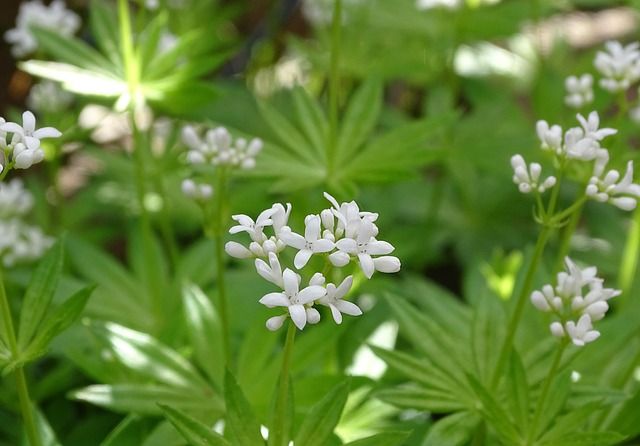 Γάλλιο, Goosegrass Φωτογραφία από Γάλλιο, Goosegrass