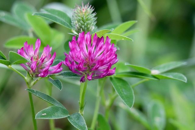 Βάμμα Κόκκινου Τριφυλλιού (Red Clover – Trifolium pratense) – Φυσική Υποστήριξη για Ορμονική Ισορροπία & Αποτοξίνωση Φωτογραφία από Βάμμα Κόκκινου Τριφυλλιού (Red Clover – Trifolium pratense) – Φυσική Υποστήριξη για Ορμονική Ισορροπία & Αποτοξίνωση