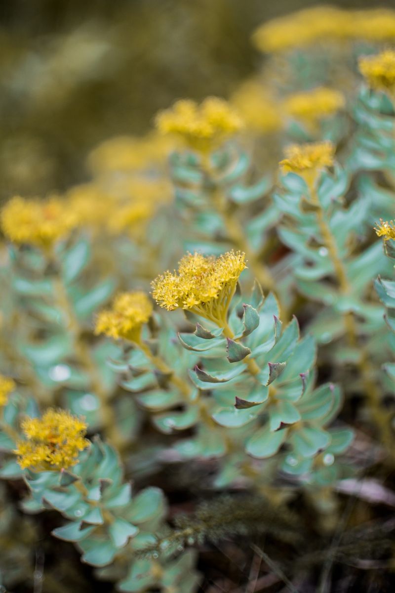 Φωτογραφία από Ροδιόλα, Rhodiola rosea