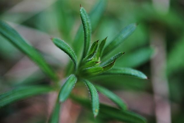 Φωτογραφία από Γάλλιο, Goosegrass