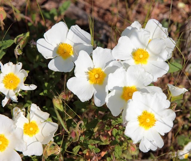 Φωτογραφία από Κίστος, Λαδανιά, Cistus Creticus
